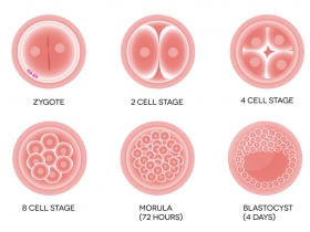 Le stade blastocyste expliqué : pourquoi cette phase compte en fertilité et en FIV